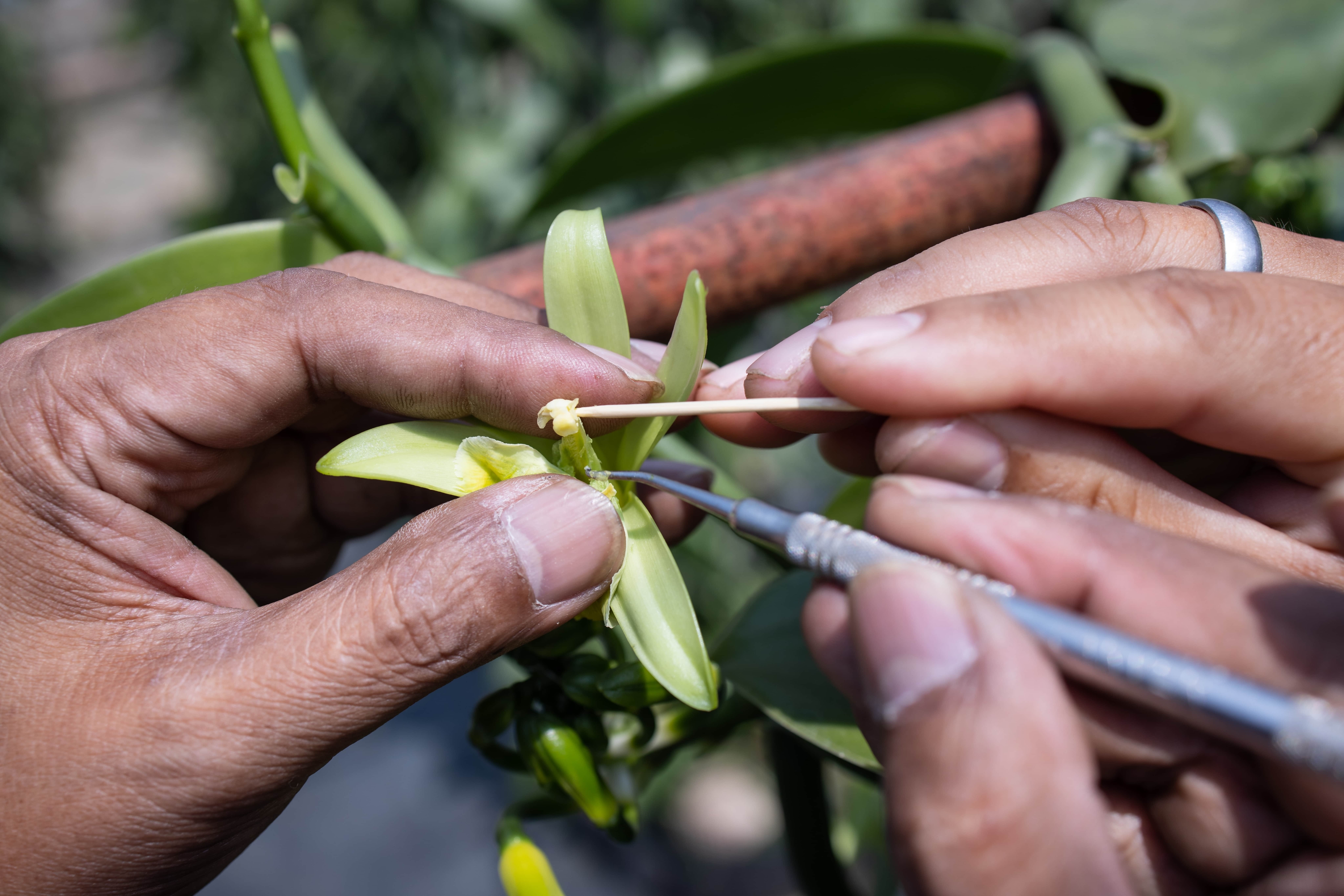 Harvesting and processing