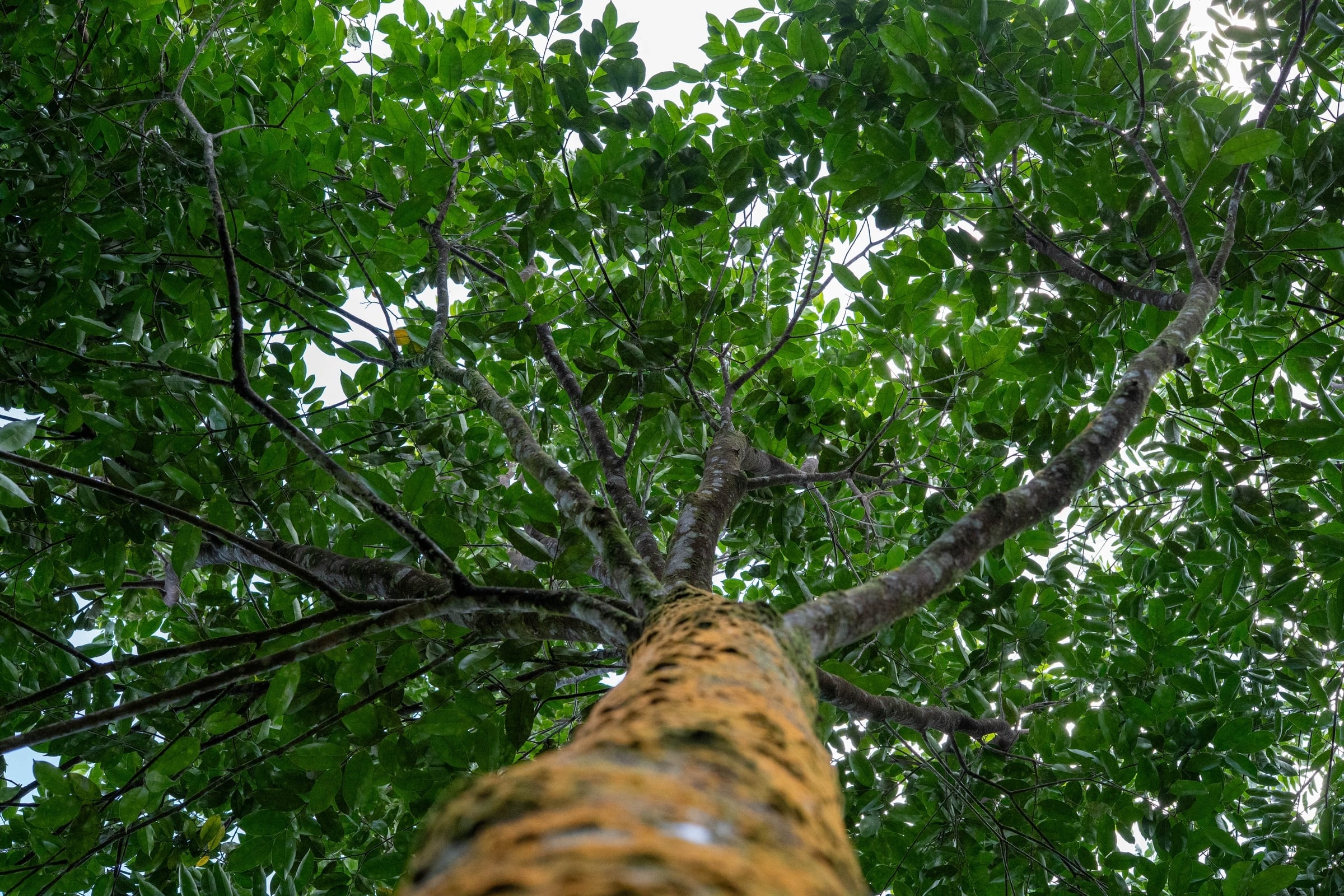 Agarwood plantations at Sadaharitha