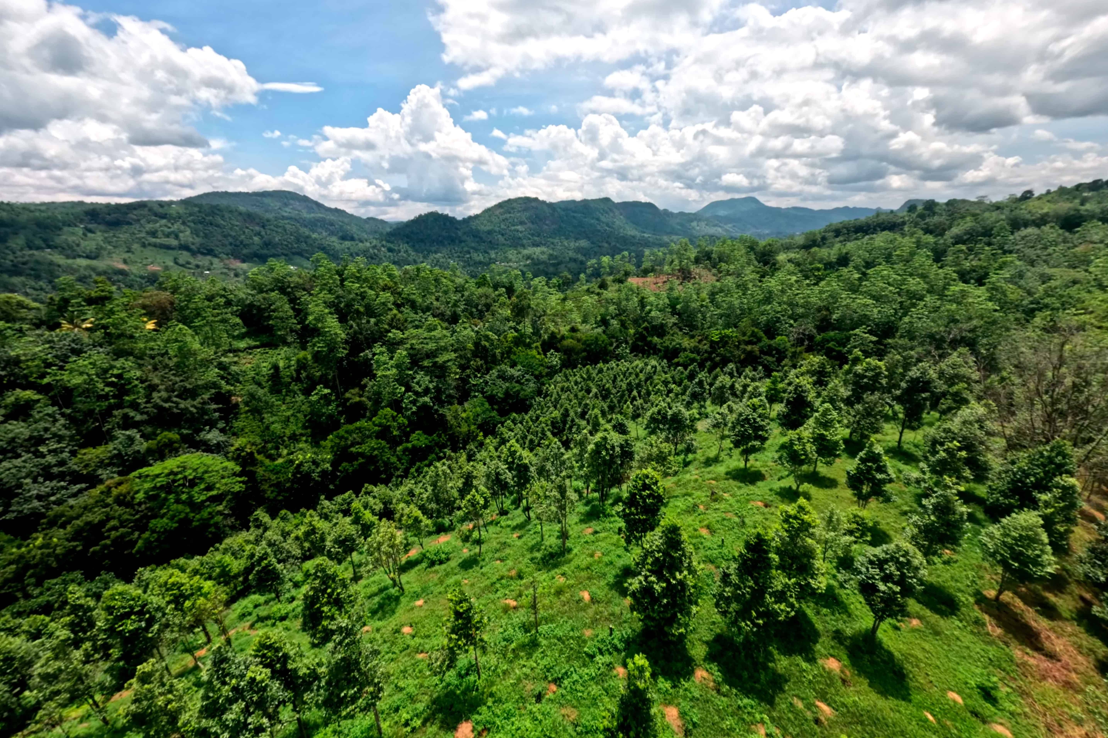Sandalwood plantations at Sadaharitha