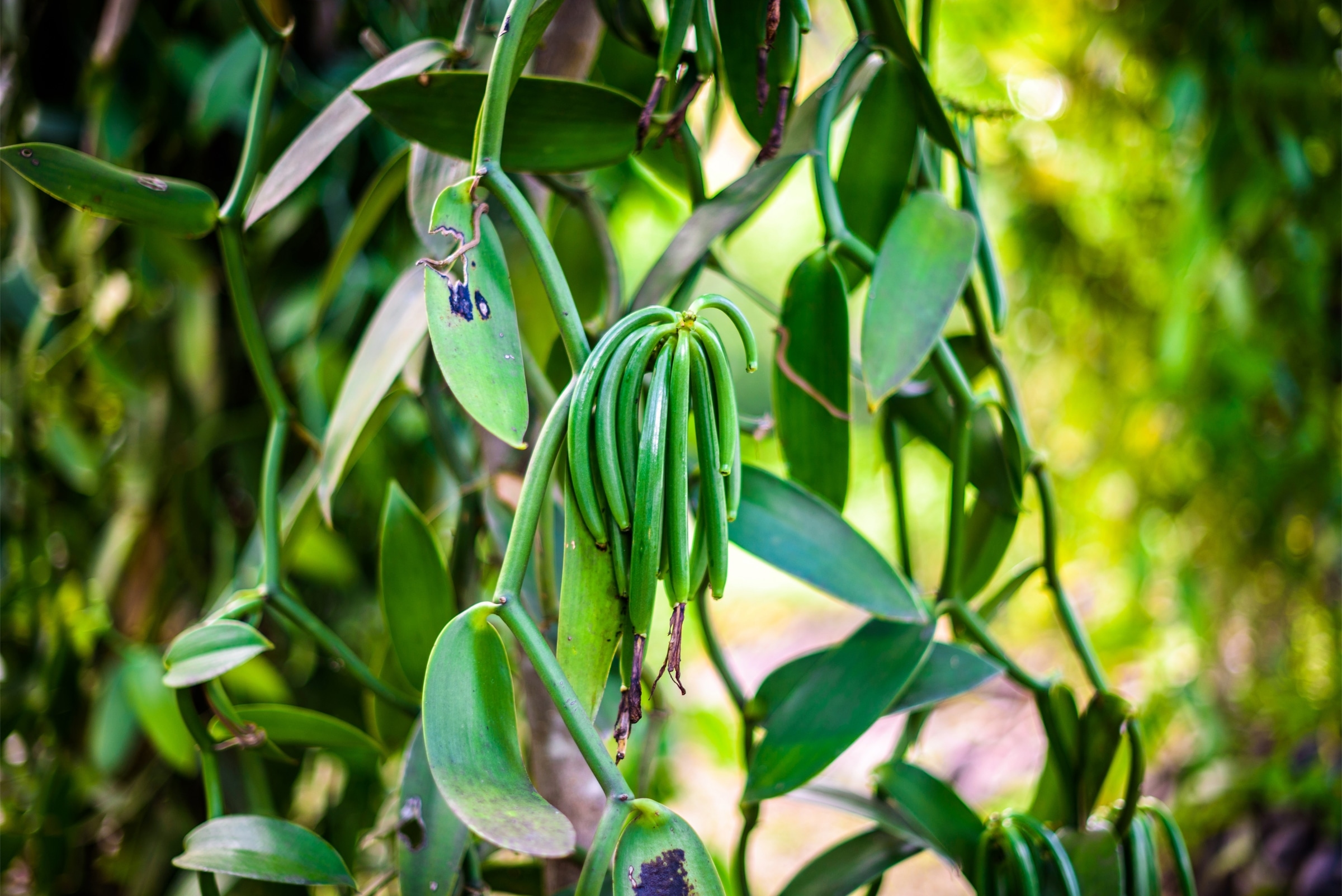 Vanilla cultivation at Sadaharitha