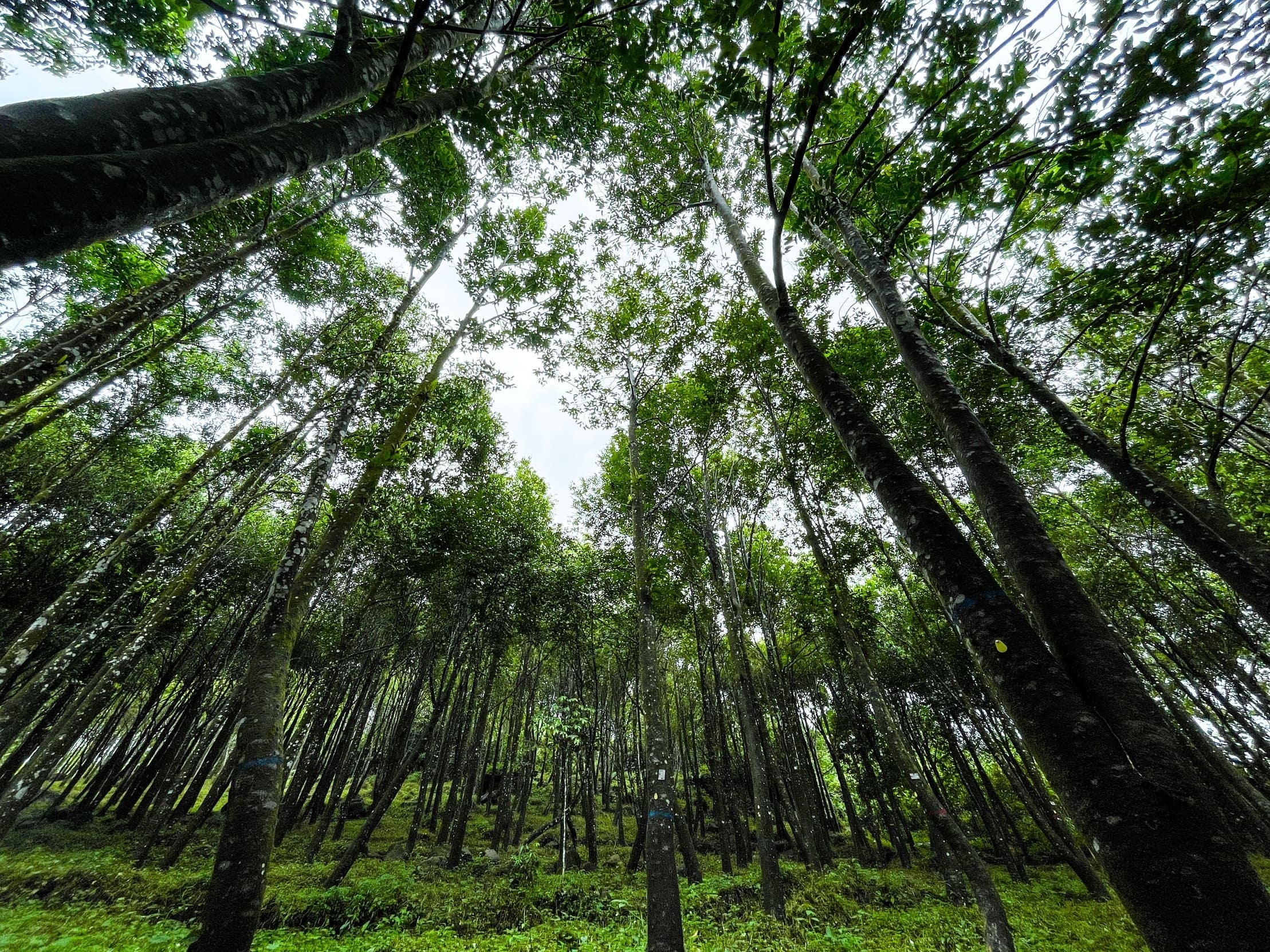 Responsible sourcing from plantation origins