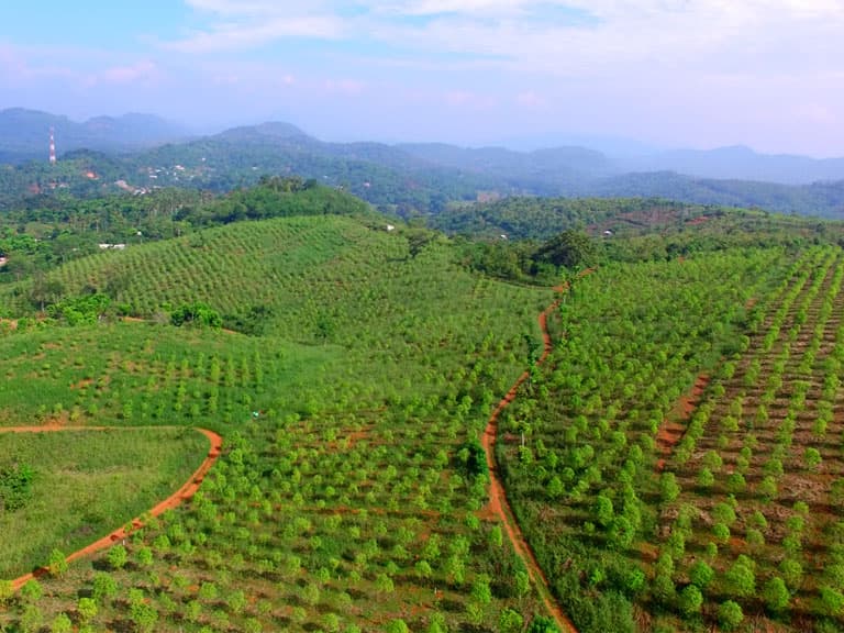 Mathale sandalwood plantation