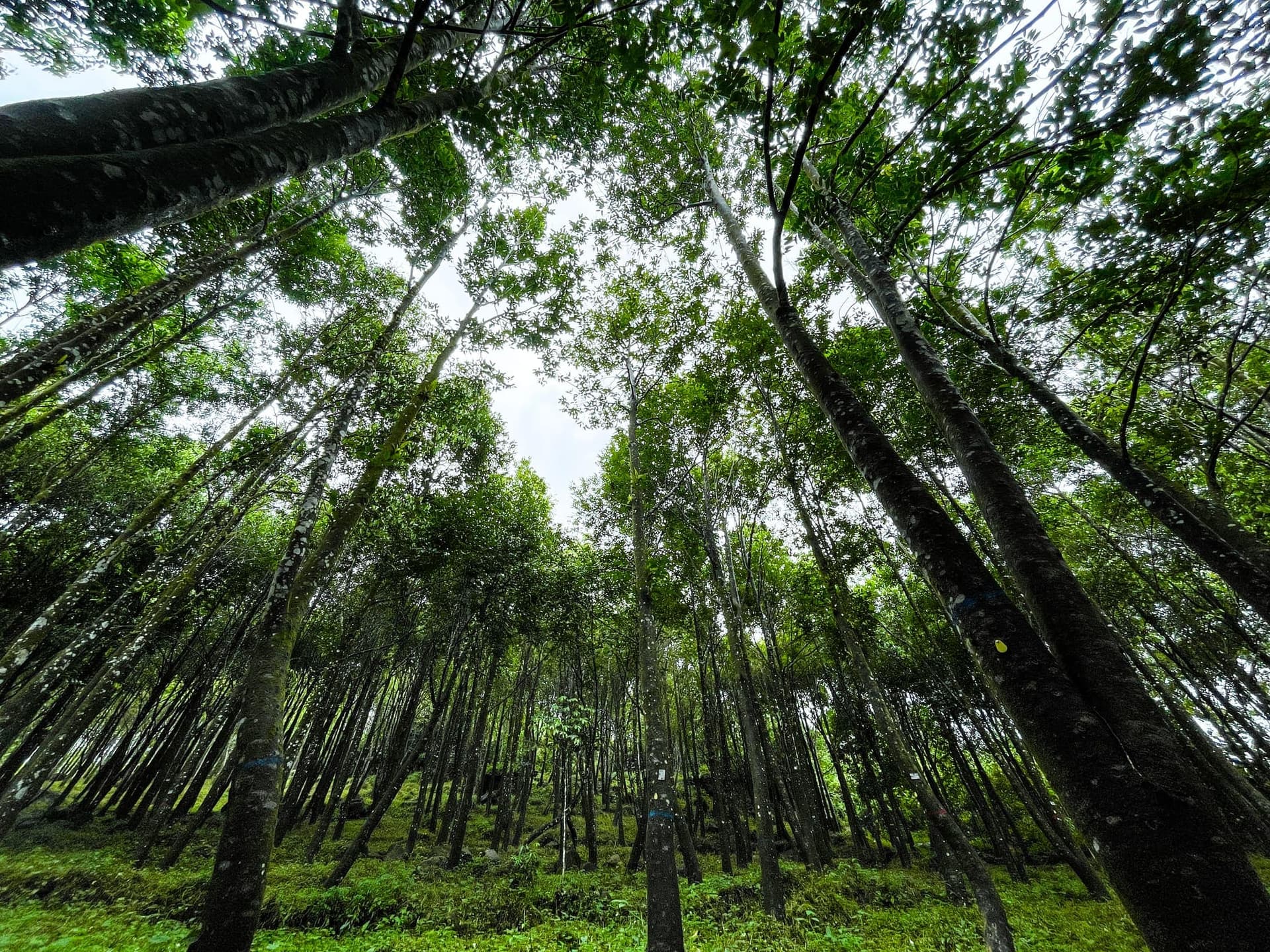 Plantation locations