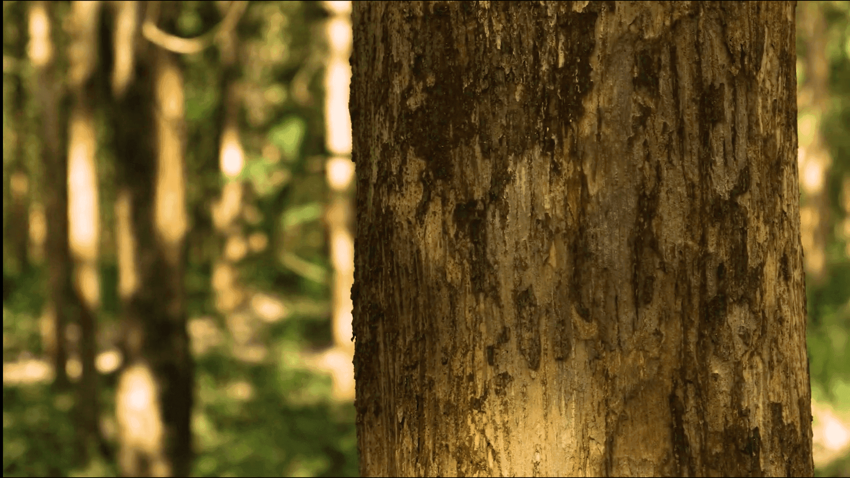 Sustainable teak forestry
