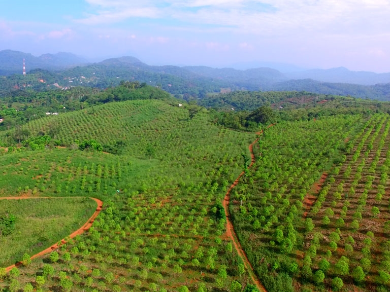 Mathale sandalwood plantation