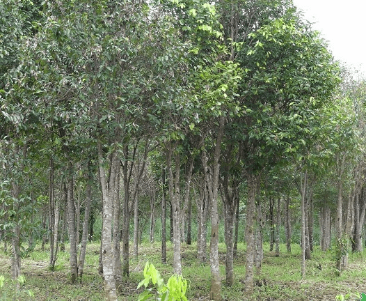 Agarwood cultivation