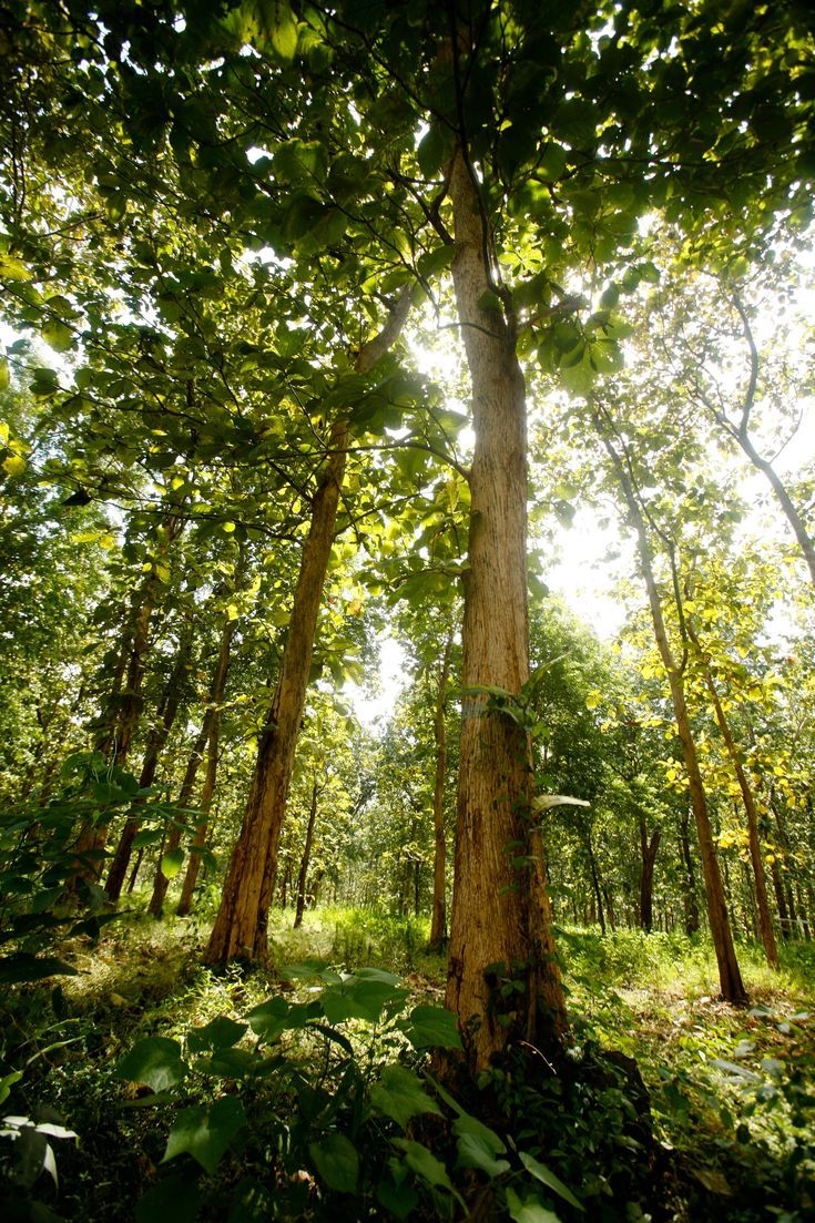 Mahogany cultivation