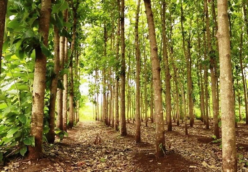 Teak plantation