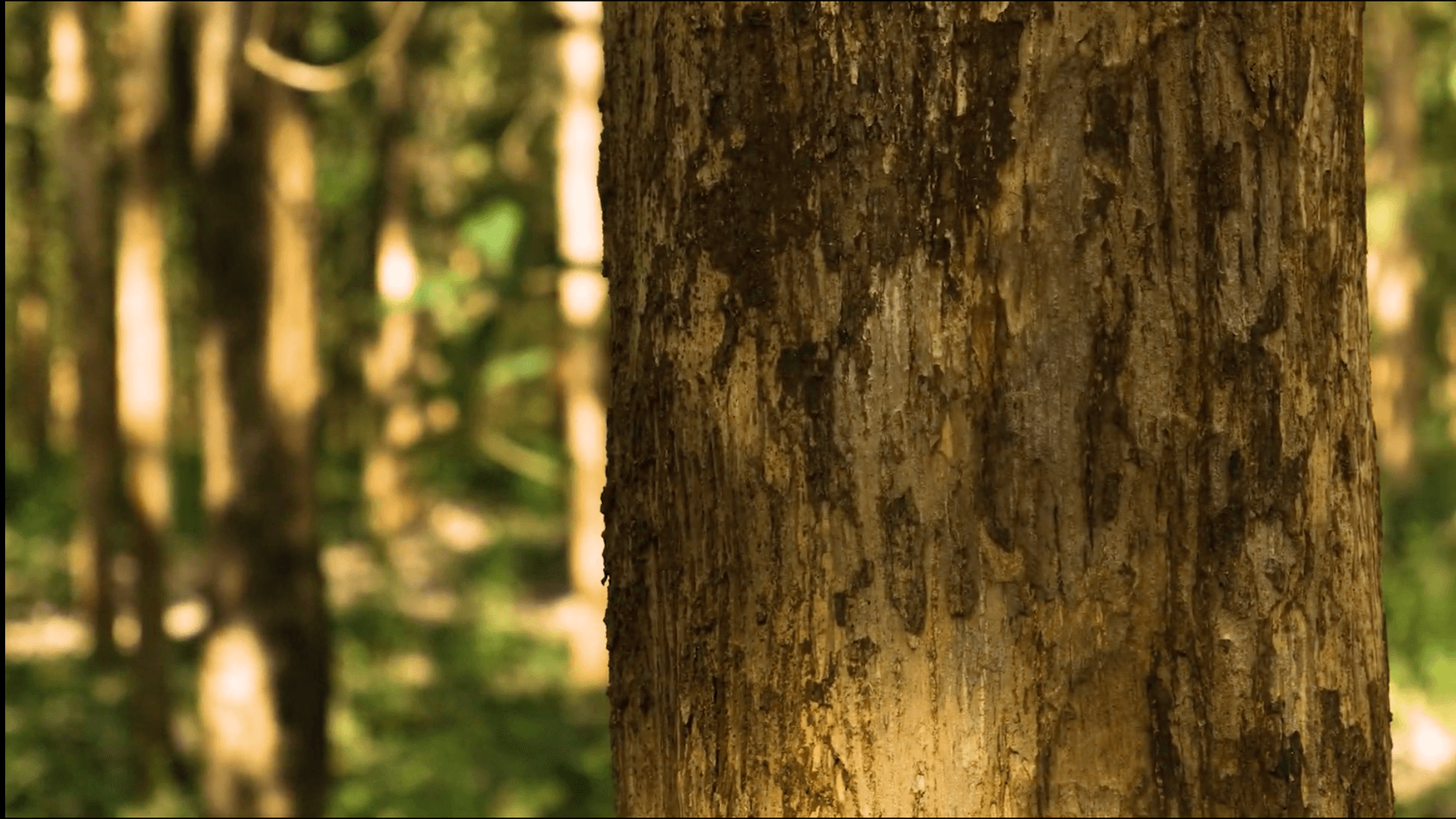 Sustainable teak forestry