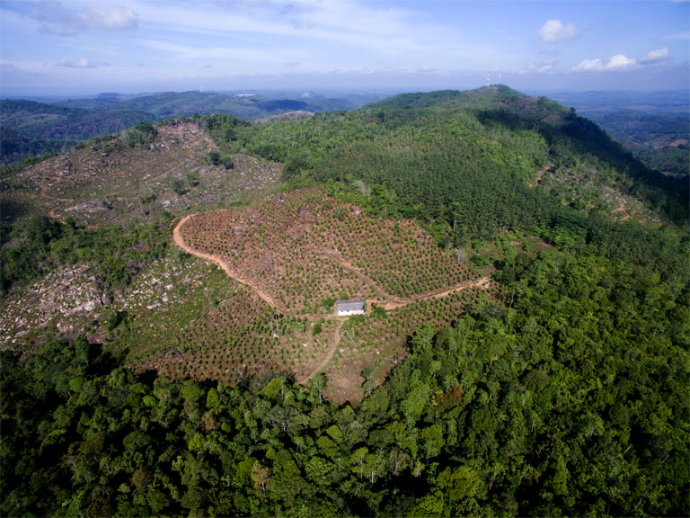 Neboda-plantation-drone-view